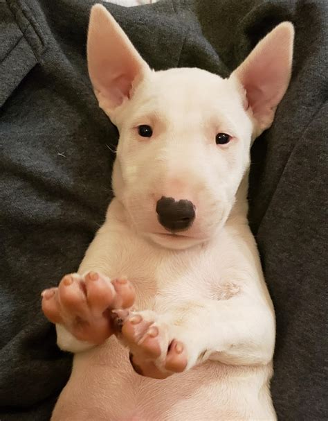 Bull Terrier Puppies For Sale Near Me