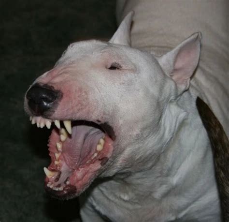 Bull Terrier Scary