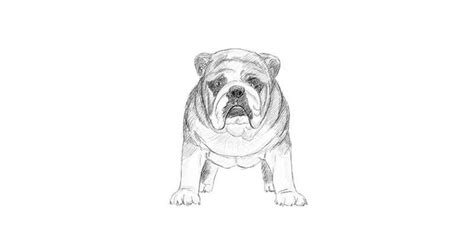 Bulldog Drawings