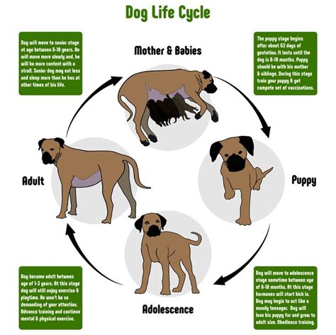 8+ Pitbull Canine Life Cycle Grazier Wallpapers