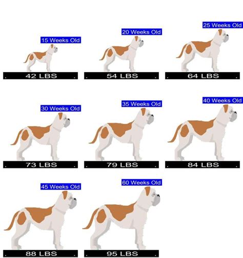 American Bulldog Weight+Growth Chart 2022 How Heavy Will My American