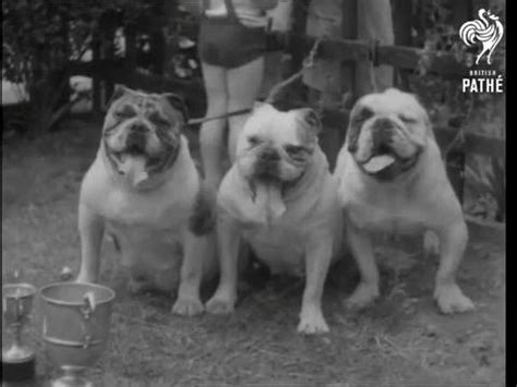 Bulldogs Dilemma: A Look Into The Challenges Of Bulldog Ownership In
2023