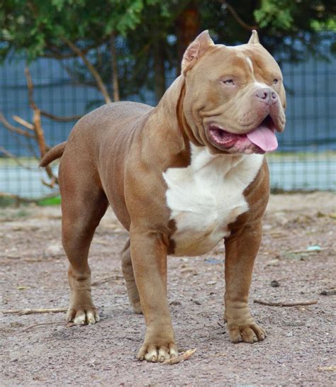 Temperament of American Bully (Bully Pit) (Bullypit) (Bully Pitbull)