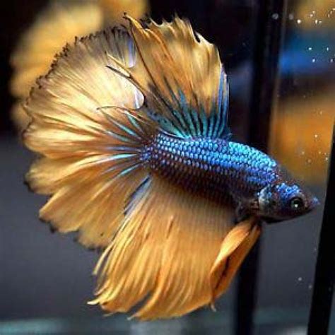 Bumble Bee Betta Fish