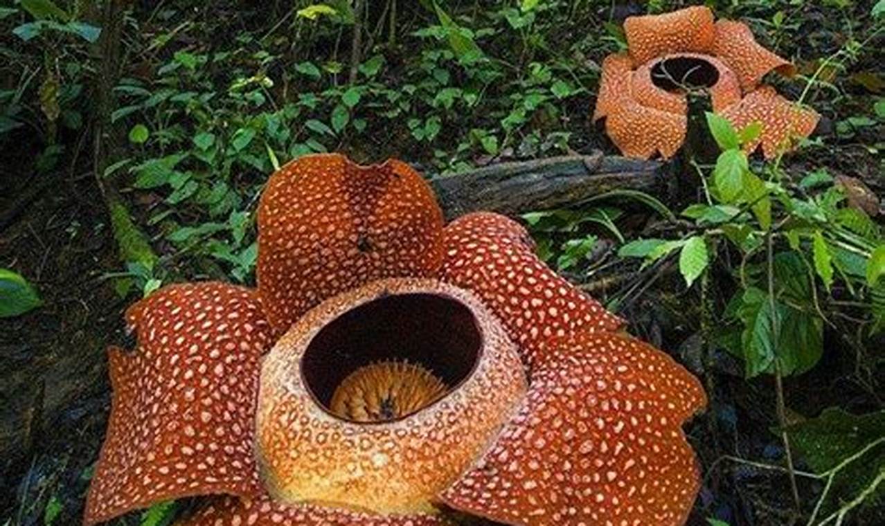 Pesona Bunga Rafflesia, Tanaman Hias yang Menjanjikan