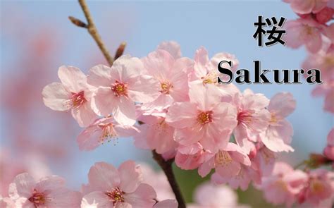 Bunga Dalam Bahasa Jepang