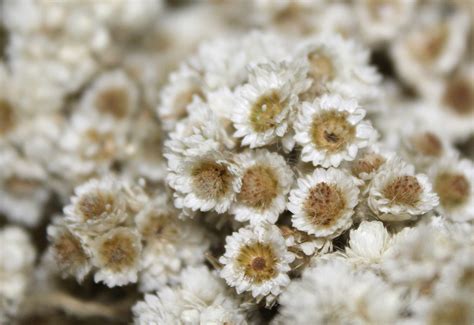 Bunga Edelweiss