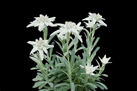 Bunga Edelweiss Berbunga