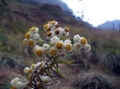 Bunga Edelweiss di Gunung