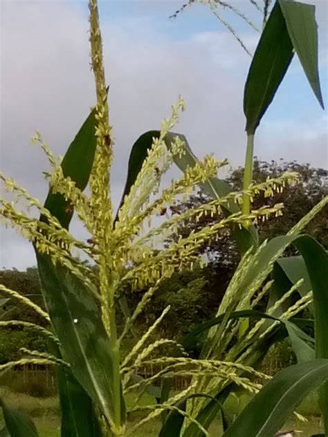 Jagung