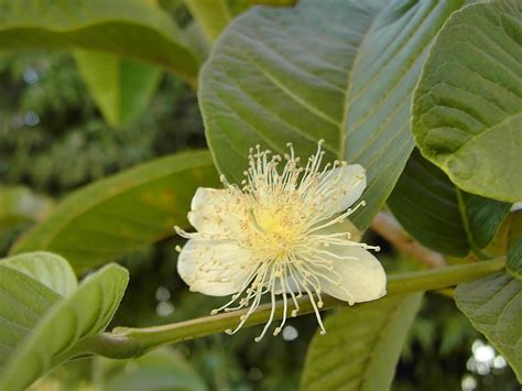 Bunga Jambu Biji