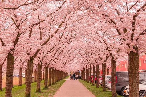 Bunga Sakura