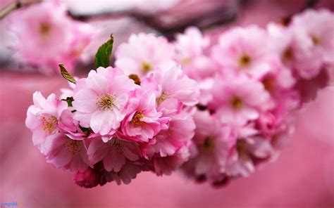 Bunga Sakura Musim Semi