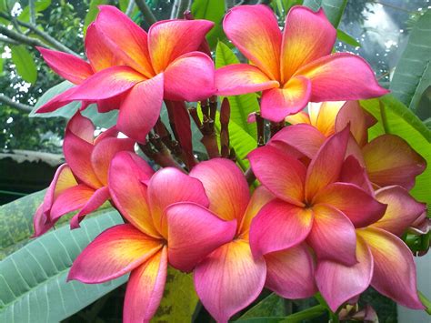 Bunga Kamboja indah