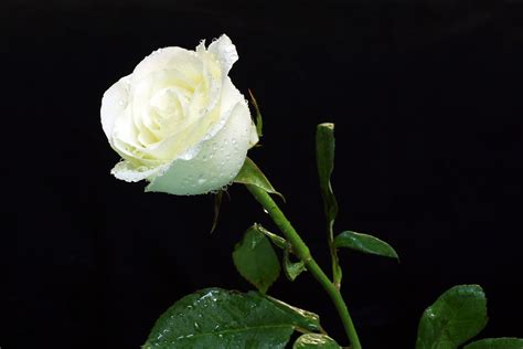 Bunga mawar putih indah