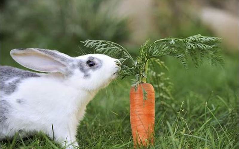 Bunny Eating Vegetables