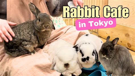 Bunny Cafe Tokyo