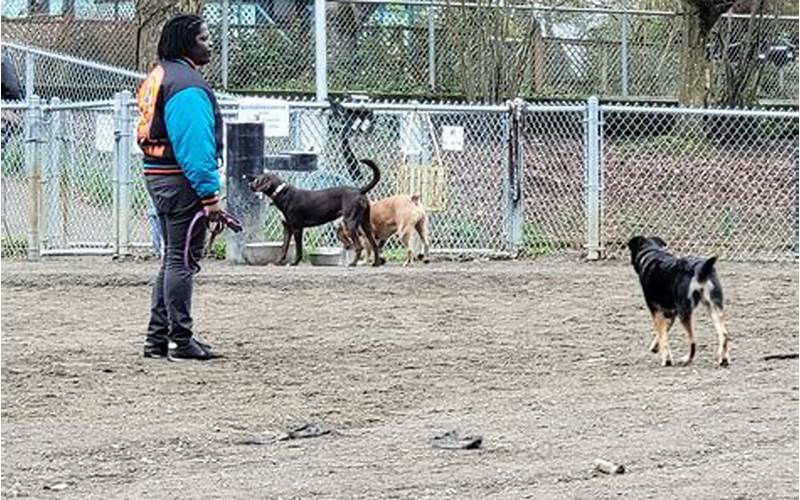 Burien Off Leash Dog Park: A Haven for Dogs and their Owners