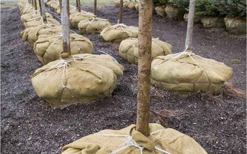 Burlap Wrapped Tree Root Ball