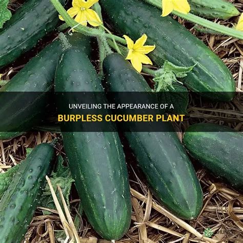 Burpless Cucumber Plant