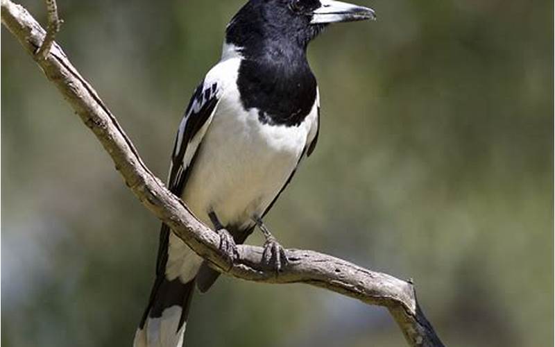 Burung Jagal Papua