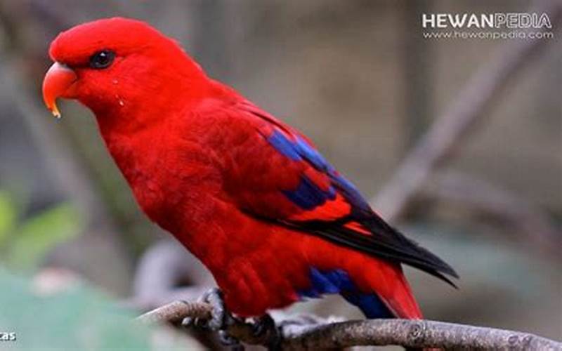 Burung Nuri Merah