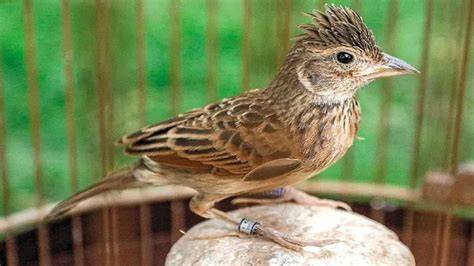 Burung Branjangan