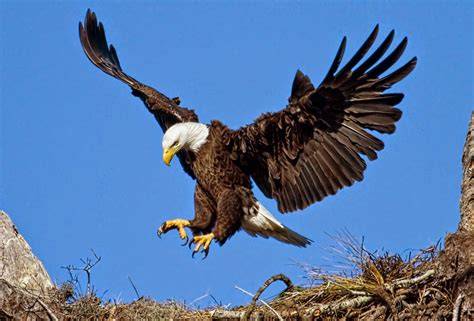 Burung Elang