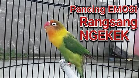 Burung Lakbet Ngekek Indonesia genetik