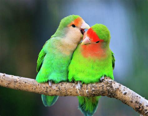 Burung Love Birth