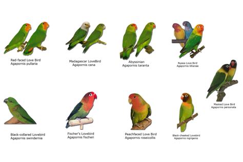Burung Love Bred