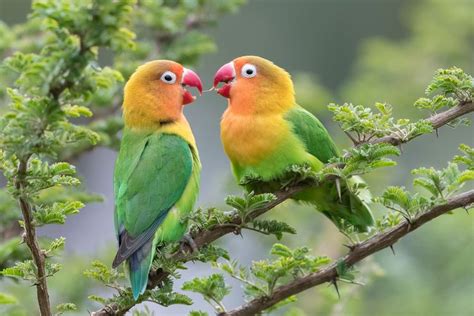Burung Love Brid