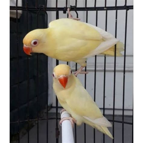 Burung Lovebird Hitam