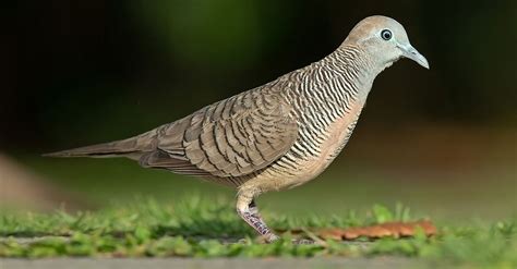 Burung Perkutut