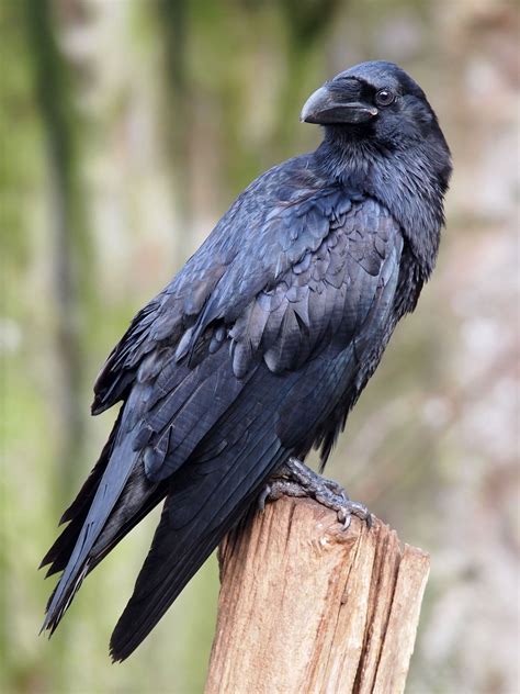 Burung Raven