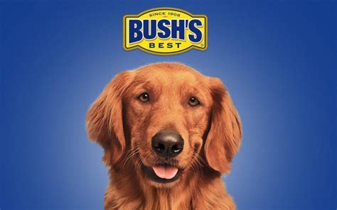 Bush Beans Commercial Dog