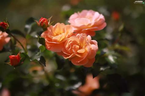 Bush Roses The Most Common Delights