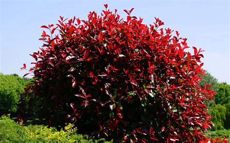 Bush With Red And Green Leaves