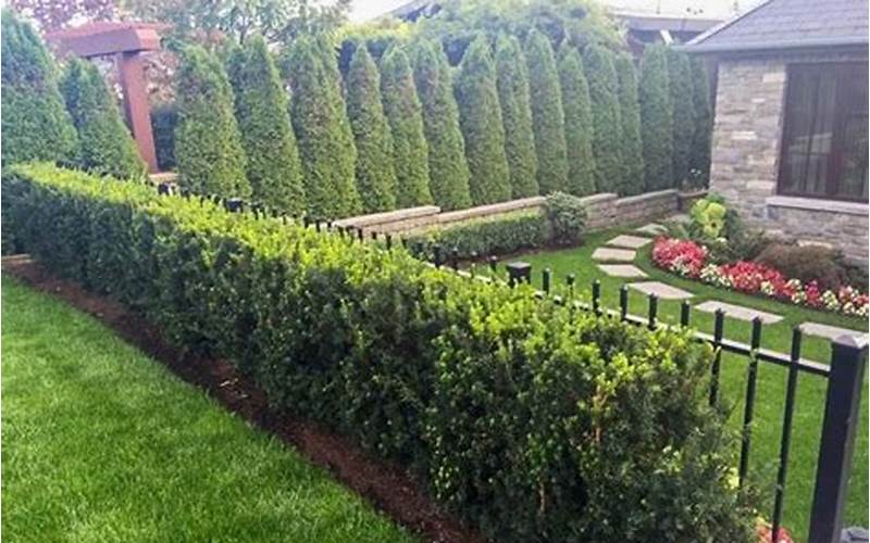 Bushes Privacy Fence: Pros And Cons