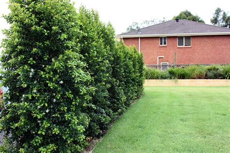 What Bamboo Is Best for Privacy Screens? Bamboo Plants HQ