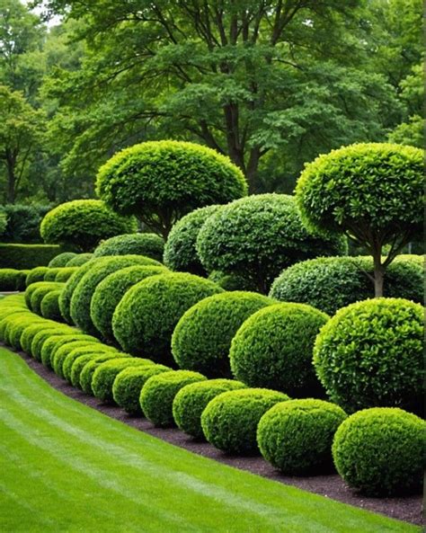 Bushes Landscape And Garden Center