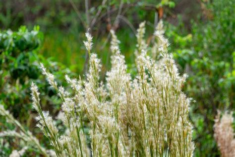 Bushy Beardgrass
