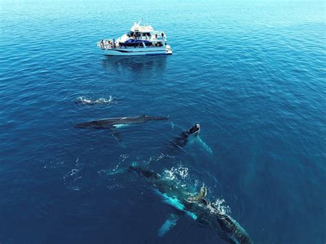 Busselton Whale Watching
