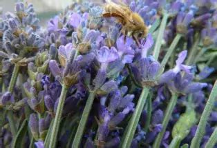 Busy Bee Lavender Farm