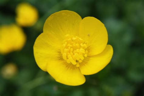Buttercup