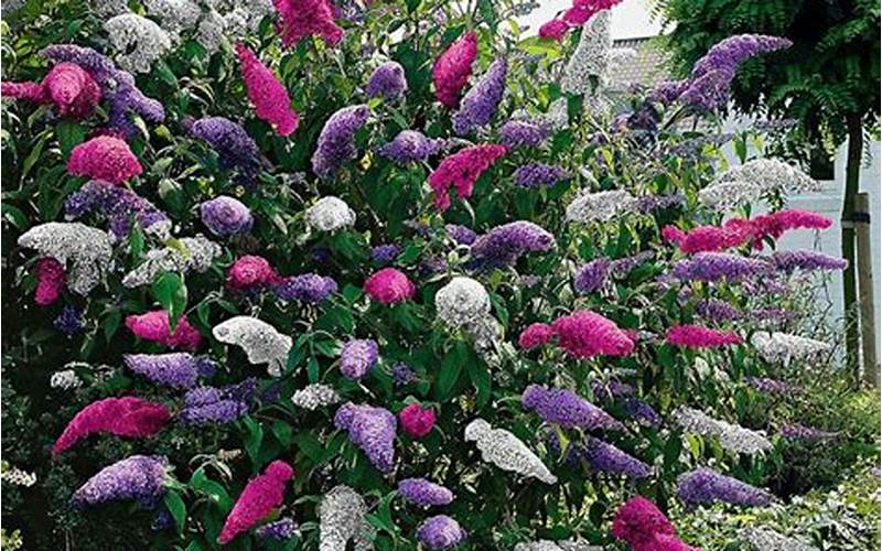 non invasive butterfly bushes