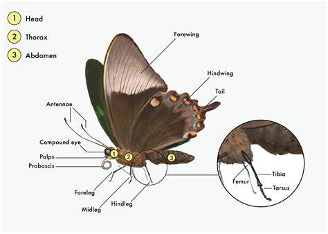 Butterfly Anatomy