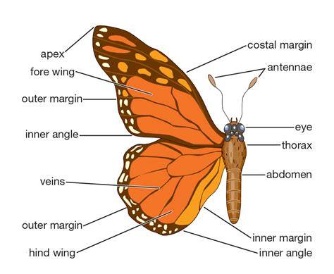 Butterfly Anatomy Diagram