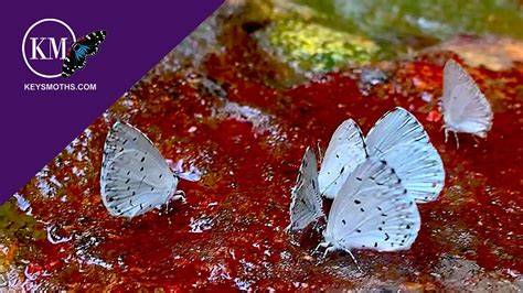 Butterfly Drawing Blood