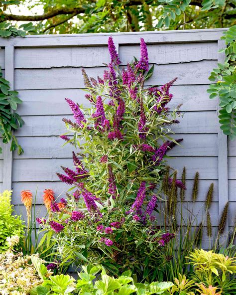 Butterfly Bush Image